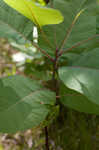 American smoketree